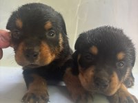 Rottweiler Yavrularımız Yeni Yuvasını Arıyor
