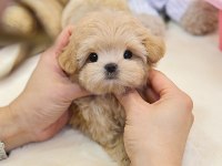 MALTİPOO BEBEKLERİM