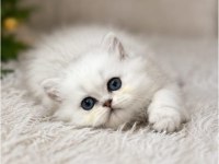 British Longhair Ve Shorthair Silver