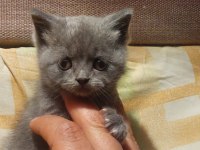 Sevimli british shorthair bebekler