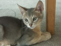 Safkan Blue (Mavi) Habeş Erkek Yavru