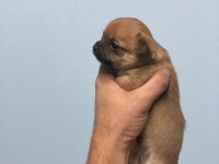 Elma Kafa Chihuahua Irk Garantili