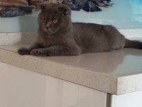 Scottish fold 2 yaşında