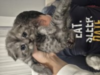 Bebiş scottish fold kediler