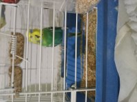 Damızlık muhabbet kuşu 1 yaşında