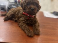2 Aylık Erkek Korekan Poodle Yavru