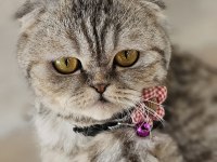 Dişi scottish fold kedimiz