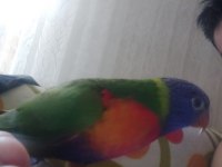 Lori papağanı 3 aylık