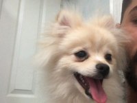 6 Aylık spitz yavrumuz yuvasını arıyor