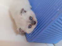 British Longhair Lilak Anne Scottish Baba Çikolata
