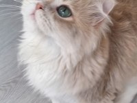 British Longhair Ay12 Dilüsyon Taşıyıcı Erkek