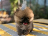 Safkan pomeranian yavrular mevcut yavrularımız s kalite