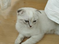 Üç aylık scottish fold miniğimize kalıcı yuva