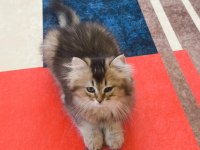 British longhair golden black