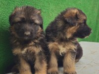 Showline alman çoban köpekler kızıl ve solid black mevcut