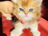 British longhair ny11 golden full şecereli