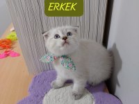 Scottish Fold Paşam Hazır