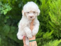 Maltipoo Yavrularımızı Canlı Görerek Alabilirsiniz
