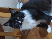 Harika bi yavru XXL iri cana yakın maine coon