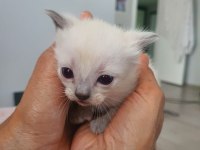 3 aylık siyam kedisi yavrular