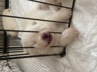 Kaliteli 0 numara pomeranian boo