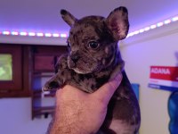 Merle french bulldog