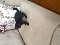 1.5 aylık scottish fold kedisi