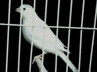 Kanarya Larim Açıklamaları Okuyalım