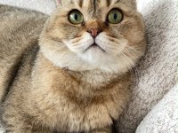 2 yaşında sağlıklı scottish fold
