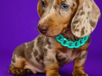 Özel Üretim Miniature Dachshund Yavrular