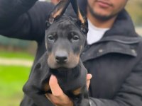 Üst kalite erkek doberman yavrularımız