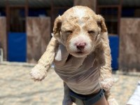 Sevimli Maltipoo yavrularımız sizi bekliyor