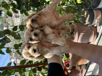 ŞAMPİYONUN AMERİCAN COCKER TORUNLAR