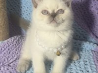 Blue Point British Shorthair