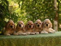 Amerikan Cocker Köpeklerimiz Gelip Görerek Alabilirsiniz