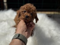 Petmode köpek çiftliğinden kore toy poodle