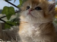 British Longhair Ny12 Ve Ny1133 (Golden Point)