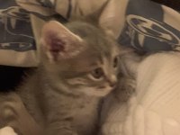 3 AYLIK DİŞİ YAVRU KEDİMİZ