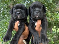 CANE CORSO Yavrularımız ırk garantilidir