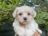 MALTESE TERRİER YAVRULAR
