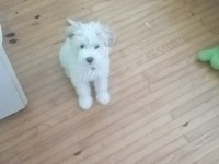 Maltipoo Yavru