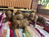 Toy Poodle Kore Kan