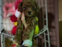 Toy poodle yavrularımız