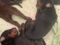 Şecereli Doberman Yeni Yuvalarını Arıyor