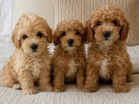Maltipoo Bebek Köpekler