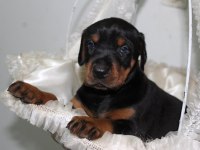 2 Aylık İQ yüksek Doberman Yavrularım