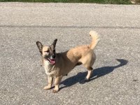 ÜCRETSİZ SAHİPLENDİRME KÖPEĞİMİZ