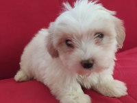 MALTİPOO YAVRU KÖPEKLERİMİZ
