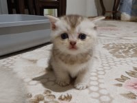 Scottish fold ve scottish straigt yavrularım
