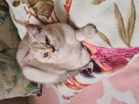 Yetişkin british shorthair silver erkek